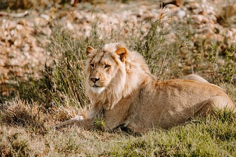 Tour Safari; Nairobi Nationalpark