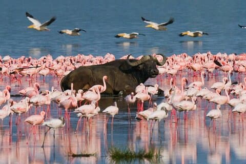 Excursion privée d'une journée au lac Nakuru en 4x4 au départ de Nairobi