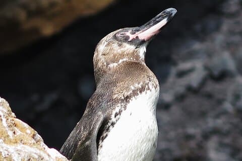 3 Islands in 4 Days: Galapagos Highlights - Wildlife & Snorkeling