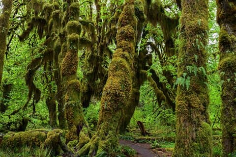 Privétour naar het regenwoud van Hoh en Rialto Beach in Seattle