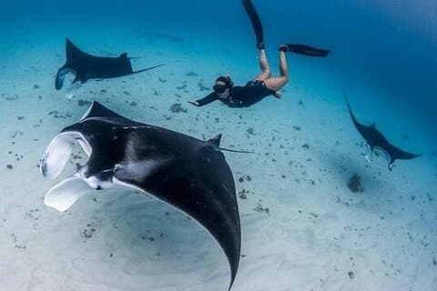 Snorkeling 4 Spot With Manta Bay Or Optional Land Trip