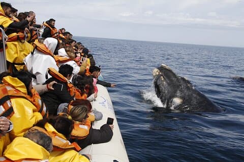 Sólo Ballenas en Puerto Madryn Full Day Tour Regular