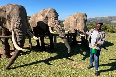 Private Group Elephant Encounter and Giraffe Walk Tour