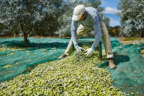 Recorrido por el Olivar, Visita a la Almazara y Cata de Aceite de Oliva