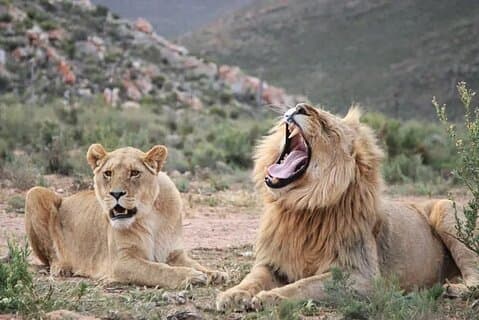 Big Five Aquila Safari Experience con trasferimento privato