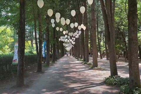 Private tour Nami Island, Alpaca World and Railbike Gyeonggang