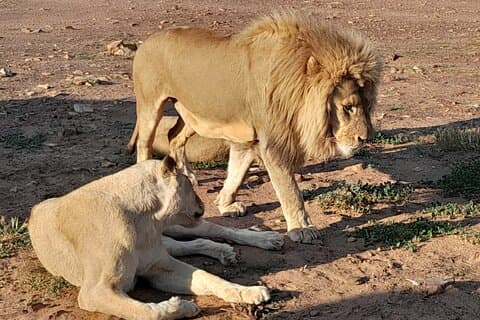 Kapstadt Big Five Sunset Game Drive mit Ticket & Transport