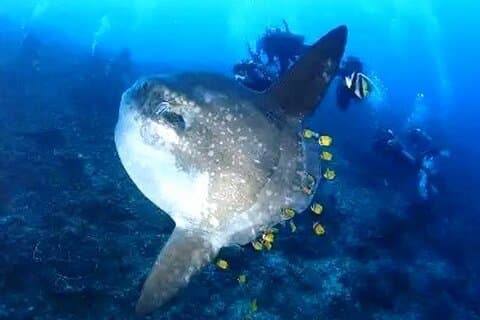 6 dager på Galapagos Island med dykking