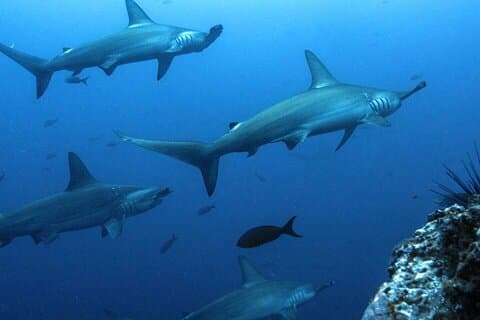 8 dagers Galapagos Island hopping for dykkere