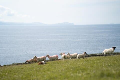 Sheepdog Demonstrions, Pet Lambs and Beehive Huts