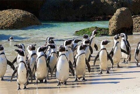 Kaap de Goede Hoop en Pinguïns Beach Volledige dag privétour