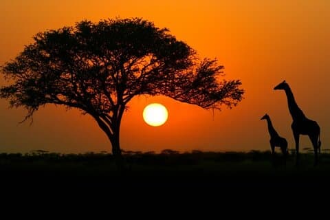 4-dages budget safarier i Serengeti, Ngorongoro og Tarangire