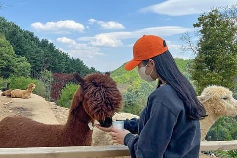 Nami Island, Alpaca World och Railbike Kimyujeong Tour