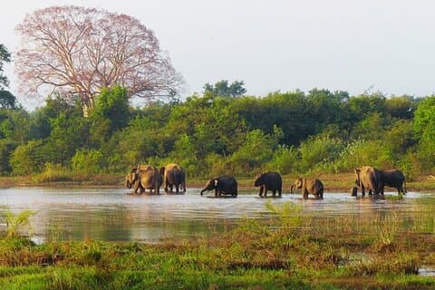 Aventure Safari Habarana avec Kaudulla & Eco Park Experience