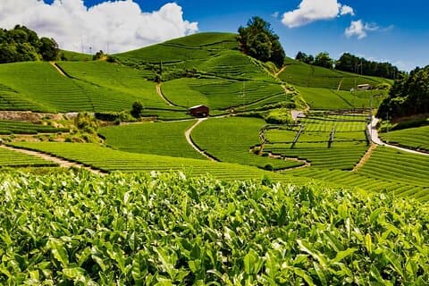1 daagse Matcha boerderijtour met lunch en fietsverhuur in Kyoto