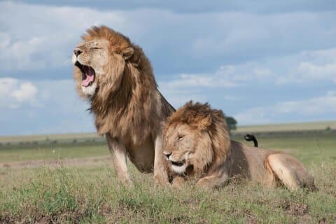 Avventura Safari di 3 giorni nel Serengeti e Ngorongoro