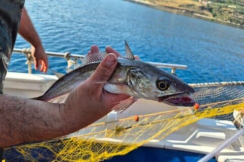 Chania Fishing with Nets Catch and Cook with a Local Fisherman