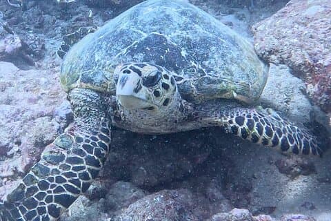 Half Day Dive Trip for Certified Divers