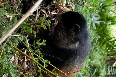 Golden Monkey Trekking in Volcano National Park
