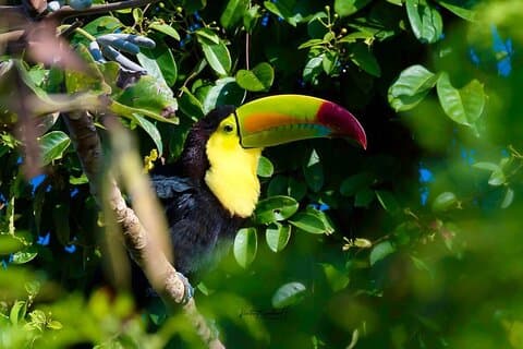 Geführte Tour durch die Geschichte der Ruinen von Chacchoben an der Costa Maya