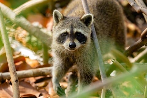 Raccoon Island Private Boat Charter Experience from Miami