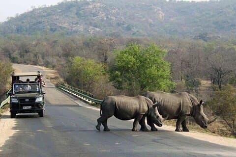 Halve dag Tala Game Reserve en Phezulu Safari Tour vanuit Durban