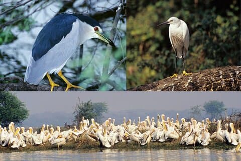 5-dages Golden Triangle Tour med Bharatpur Bird Sanctuary