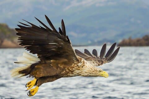 Sea Eagle en Seal Safari vanuit Henningsvaer
