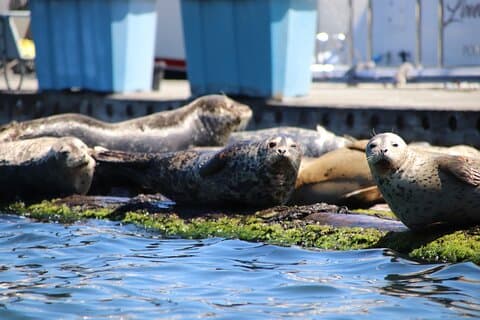 Poulsbo Harbor Seal Kayak Tour
