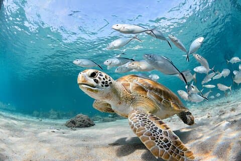 Excursions en apnée pour récifs coralliens peu profonds au parc sous-marin Pennekamp
