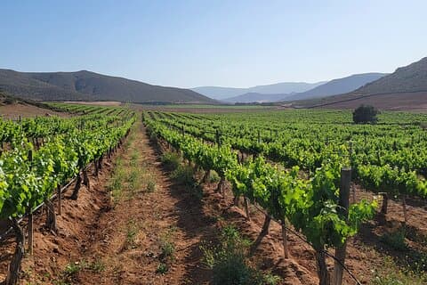Tour privato di South Vineyards Premium – Degustazioni e pranzo inclusi