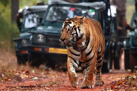 8 dagars privat Golden Triangle Tour och Ranthambore Tiger Safari