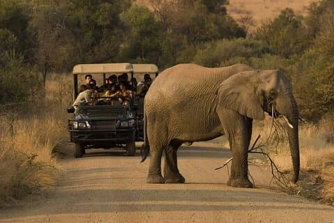 3 Tage Tlou Zelt Safari im Pilanesberg Nationalpark