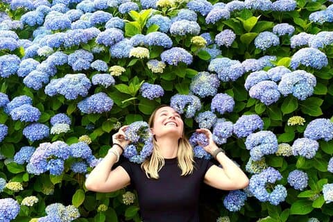 Small Group Tour for Jeju Hydrangea & Mt. Halla incl. Admissions