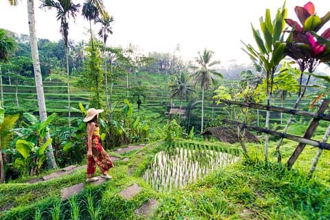 Ubud Iconic Full Day Tour Monkey Forest Rice Terraces Waterfalls
