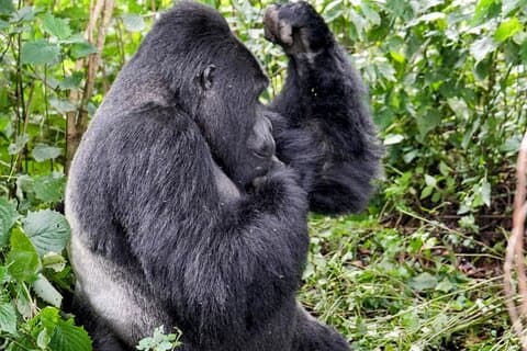 3-dagers Chimpanze & Gorilla Trekking Safari i Uganda