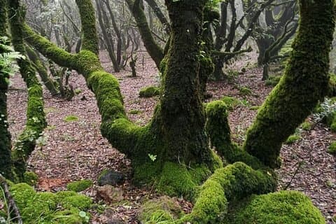 Pantesca-utflukt Alveskogen og røverhulen