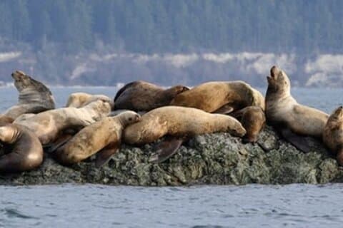 Kryssning till Port Townsend Wildlife Watching