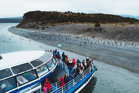 Croisière Beagle Channel et observation des manchots depuis Ushuaia