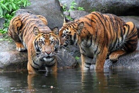 Triangle d'or de 7 jours avec la faune - Taj Tigres Léopards Oiseaux