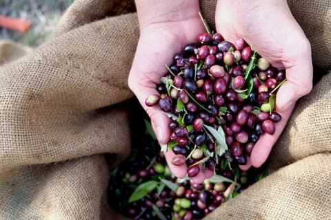 Authentic Olive Oil and Wine Tasting Experience in Chania