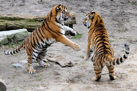 8-daagse Gouden Driehoek Tour met Ranthambore Tiger Tour