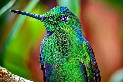 Monteverde molnskogens naturdagstur