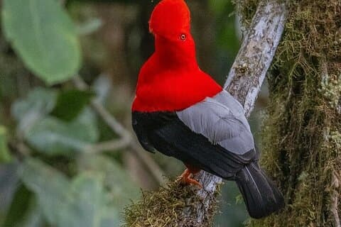 Mindo Bird Watching Tour saindo de Quito