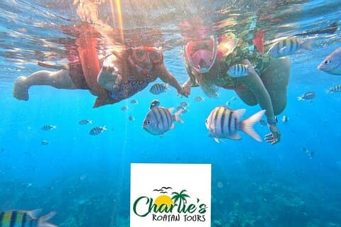 Roatan Snorkeling By Reef + West Bay Beach Break