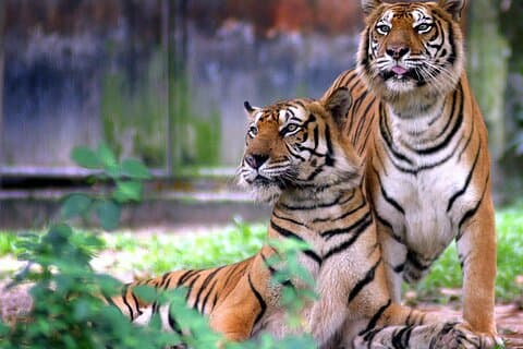 7-dages Golden Triangle Tour med Ranthambore Tiger Tour