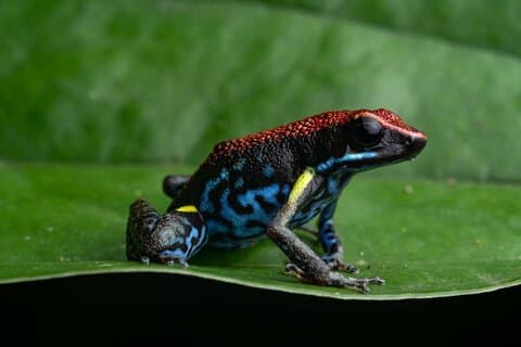 Twilight Frog Adventure em Kubah National Park