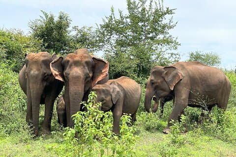 Safari Udawalawe de Weligama , Mirissa, Ahangama, Galle