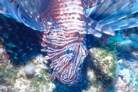Jubilee Shoals plongées guidées en bateau