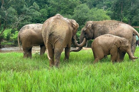 4 en 1 éléphants Rafting à cou long et cascade collante Tour